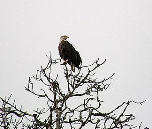 Bald Eagle in a tree in West Seattle