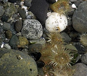 sea anemones on beach at Alki Point